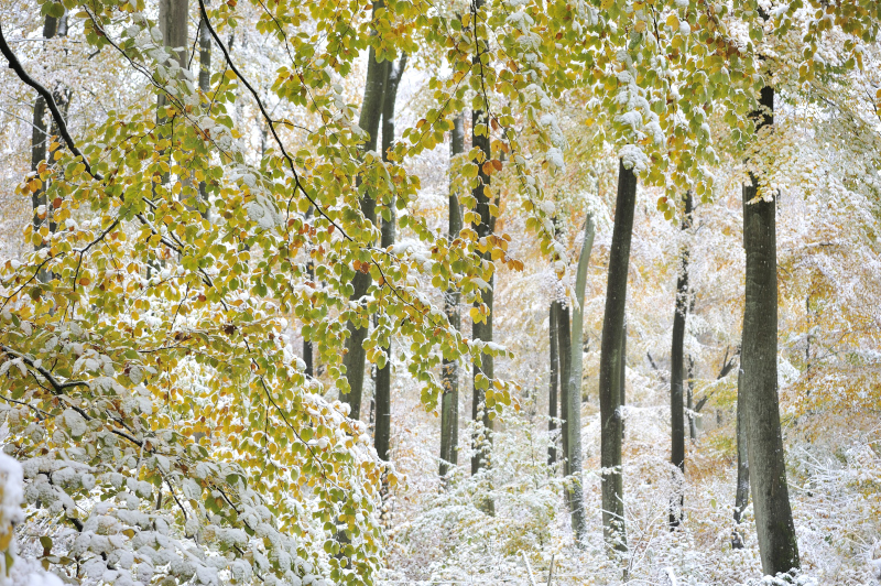 Früher Wintereinbruch
