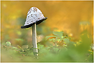 Coprinus comatus