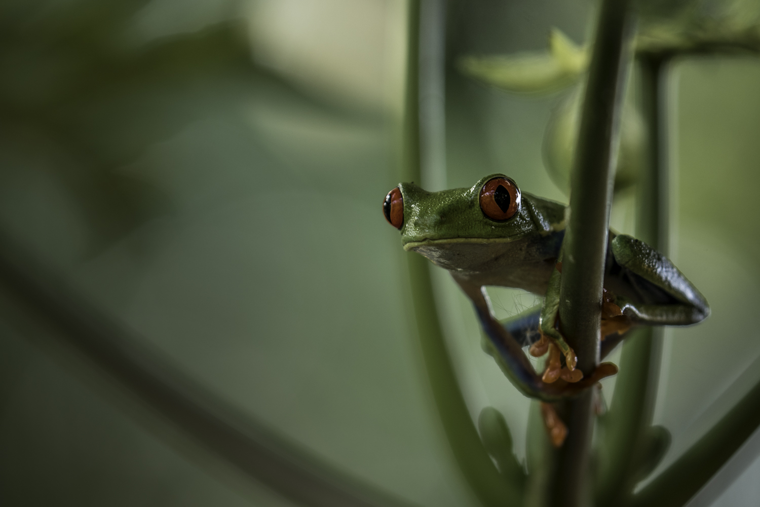 der Rotaugenfrosch