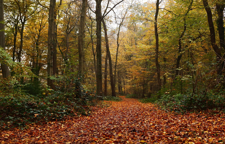 Herbstwald