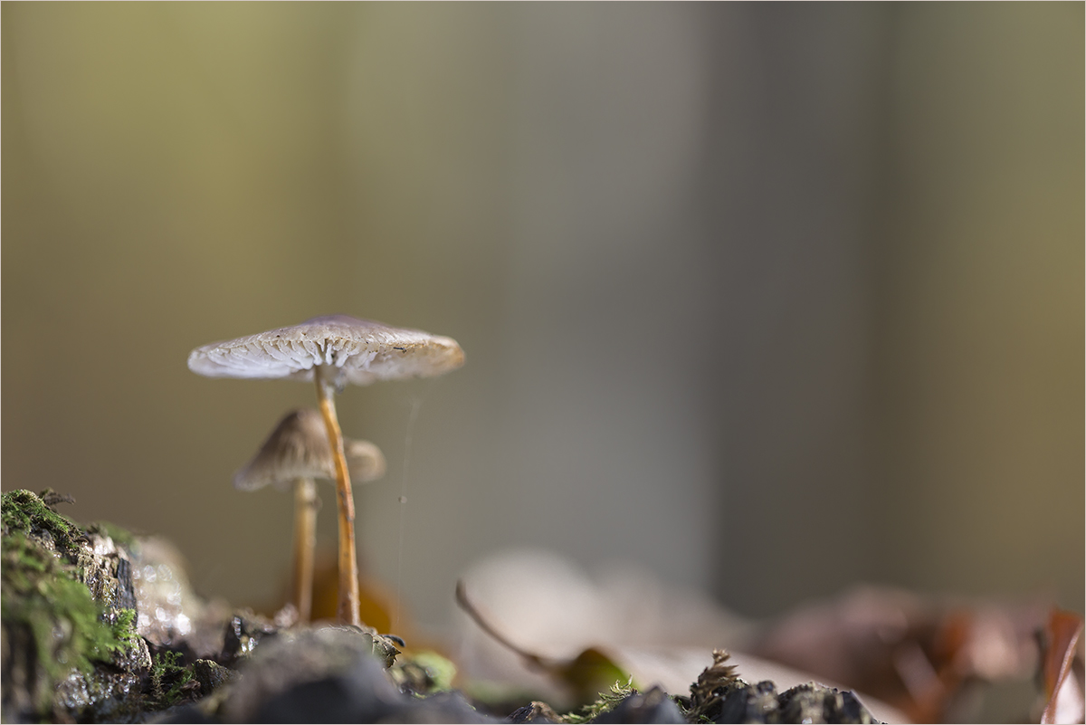 Zwei Männlein stehn im Walde