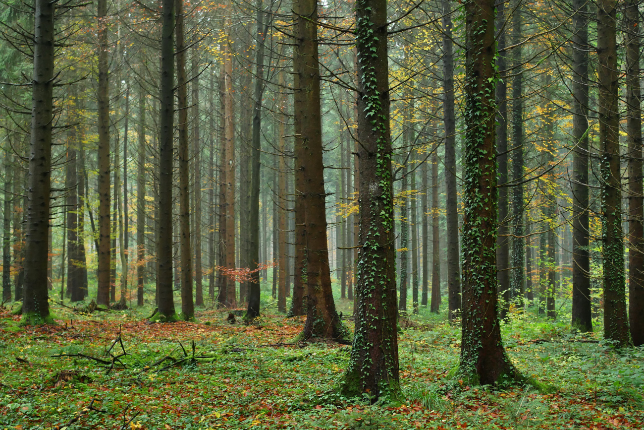 Der Herbst neigt sich dem Ende zu