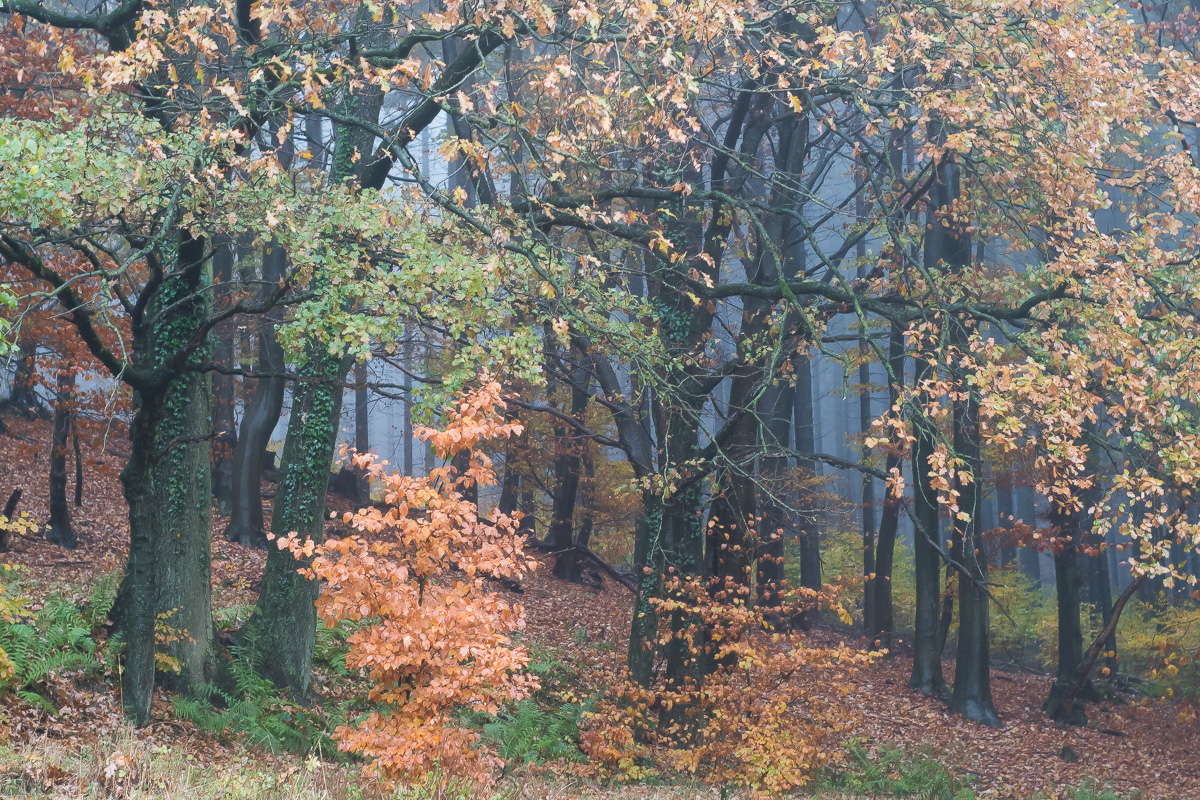 gespenstischer Herbstwald