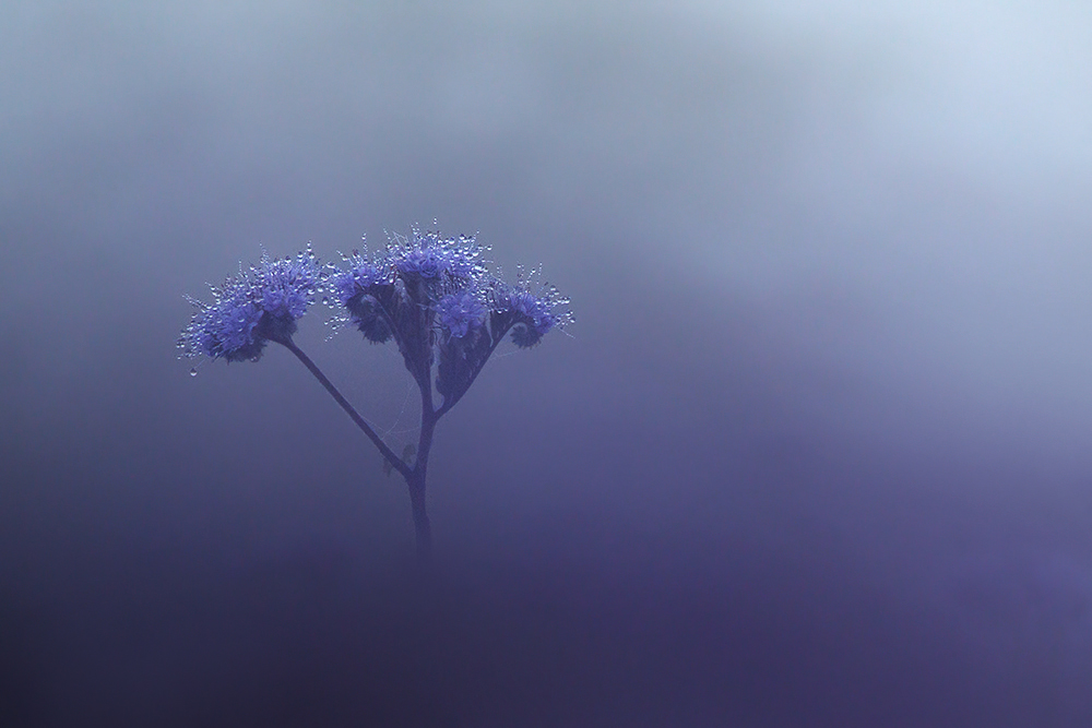 Tau, Nebel