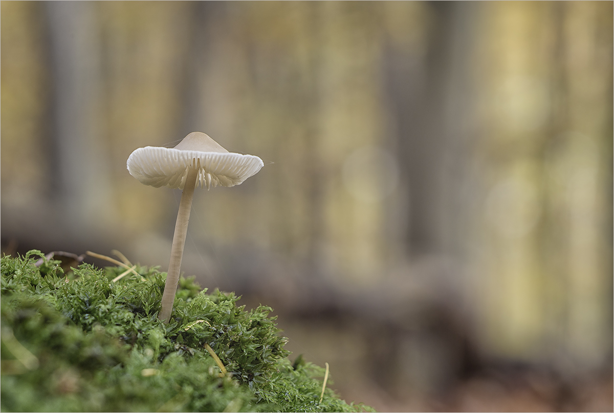 Ein Männlein steht im Walde