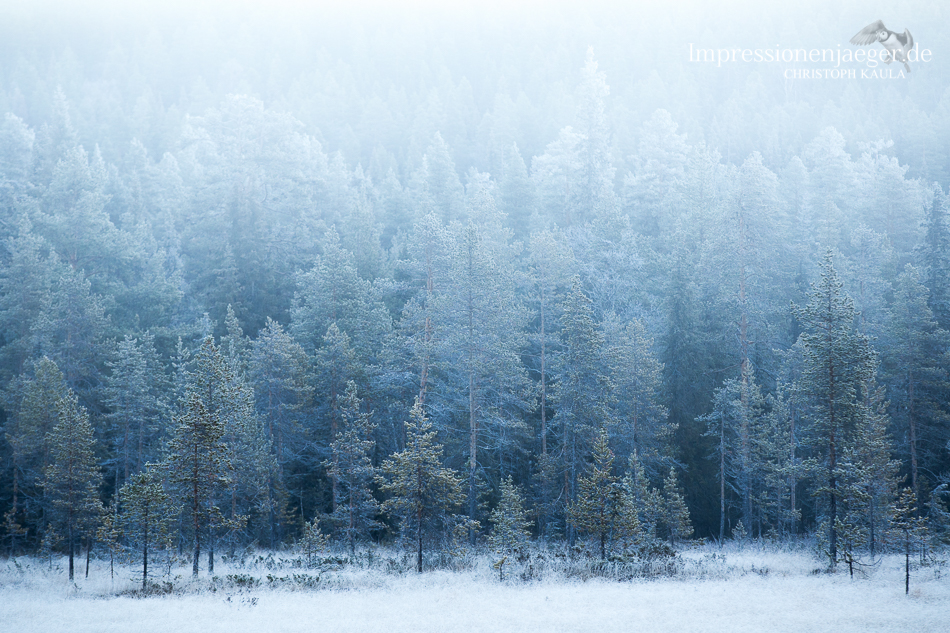 Nebel und Frost