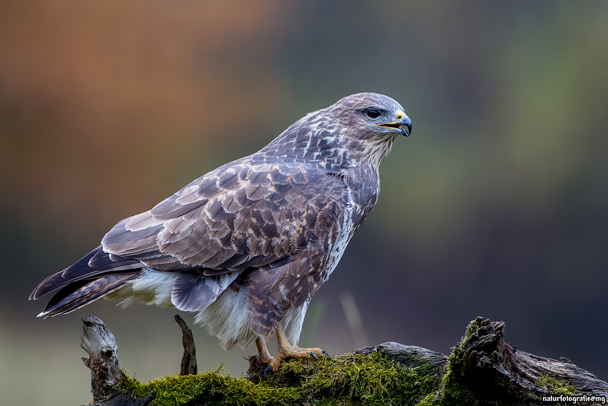 Buteo buteo  ( Mäusebussard