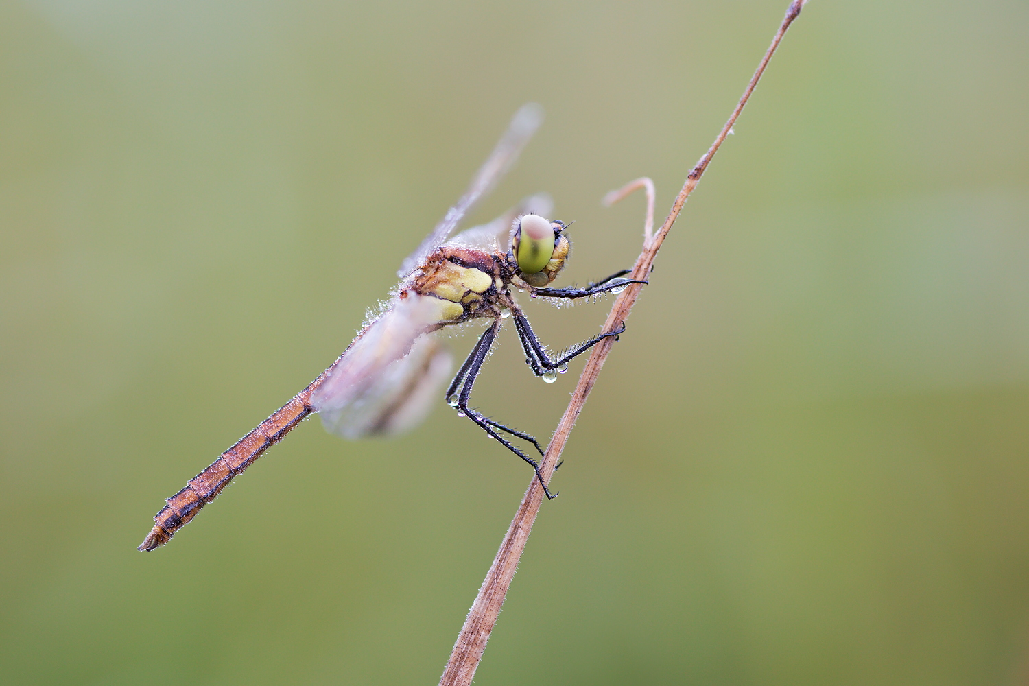 Sympetrum pedemontanum – Gebänderte Heidelibelle