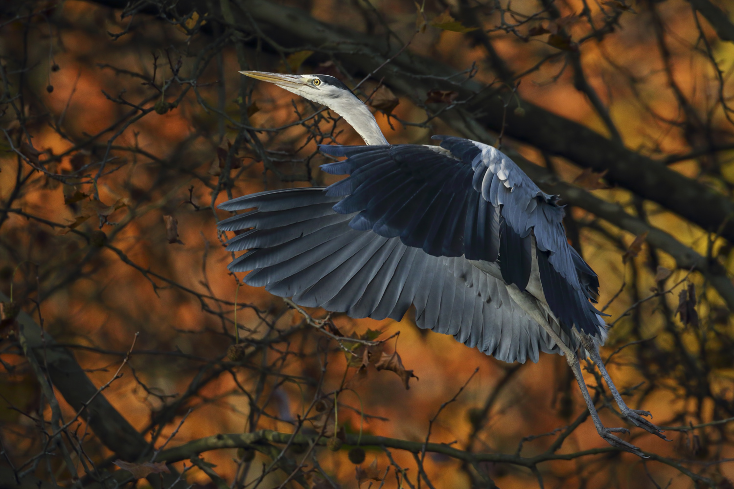 Reiher im Herbst