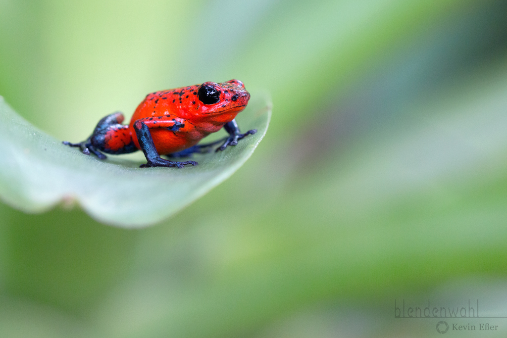 Große Froschaugen Des Tropischen Treefrog Stockbild - Bild von dschungel,  tropisch: 136175153