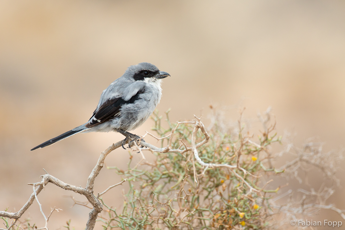 Südlicher Raubwürger (Lanius meridionalis)