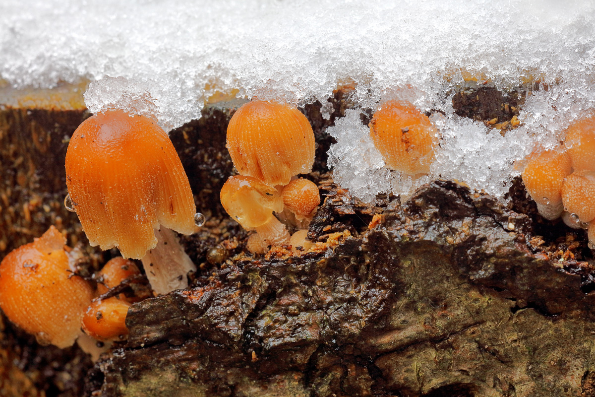 Unterm ersten Herbstschnee...