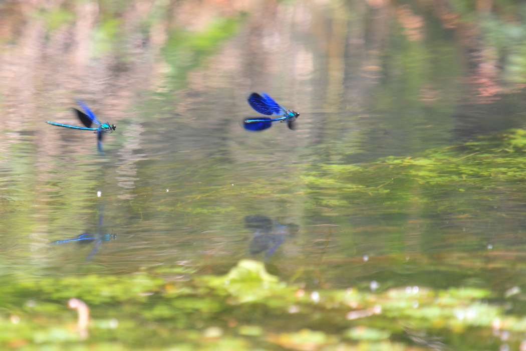 Fotografierter "Falscher Monet"