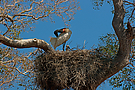 Jabiru (Jabiru mycteria)