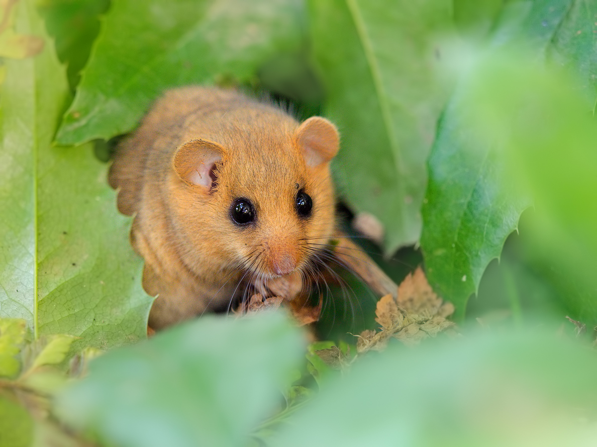 Diese Haselmaus (Forum für Naturfotografen)