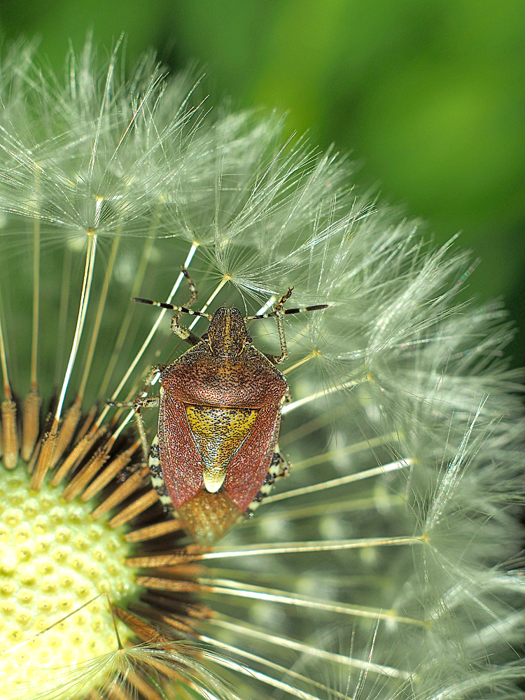 "Pusteblumen"- Besuch...