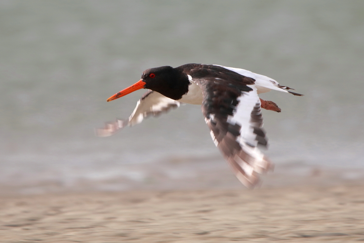 Austernfischer im Flug