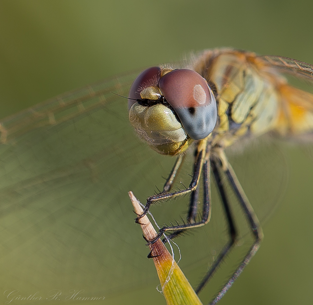 Facettenaugen der Libelle