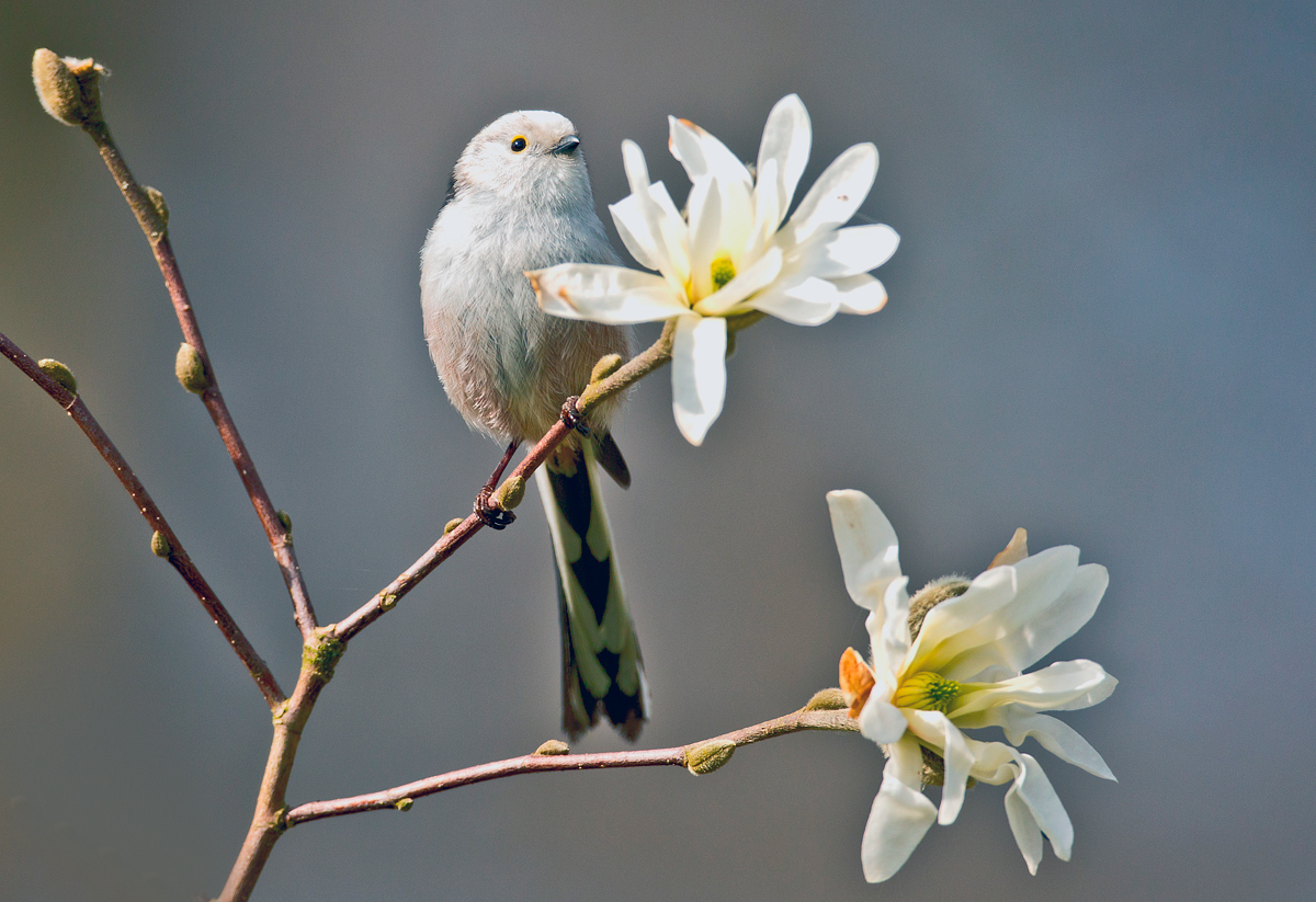 Erinnerung an einen Frühling...