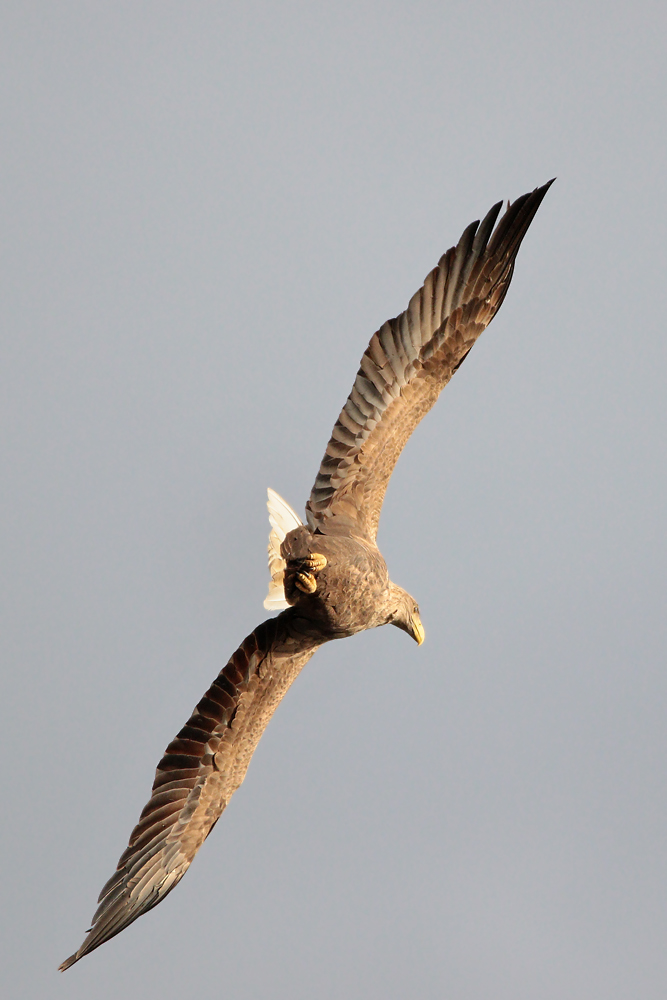 Seeadler (Wildlife)