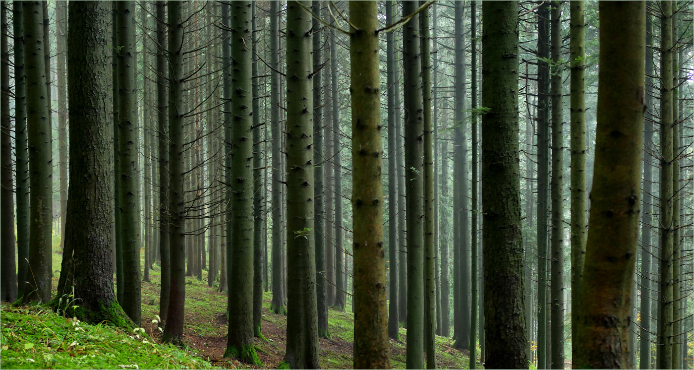 Wald Geometrie Forum Fur Naturfotografen