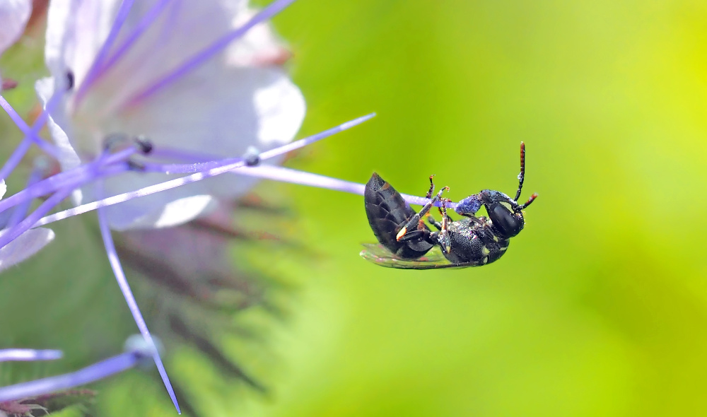 ...hangeln für köstliche Pollen