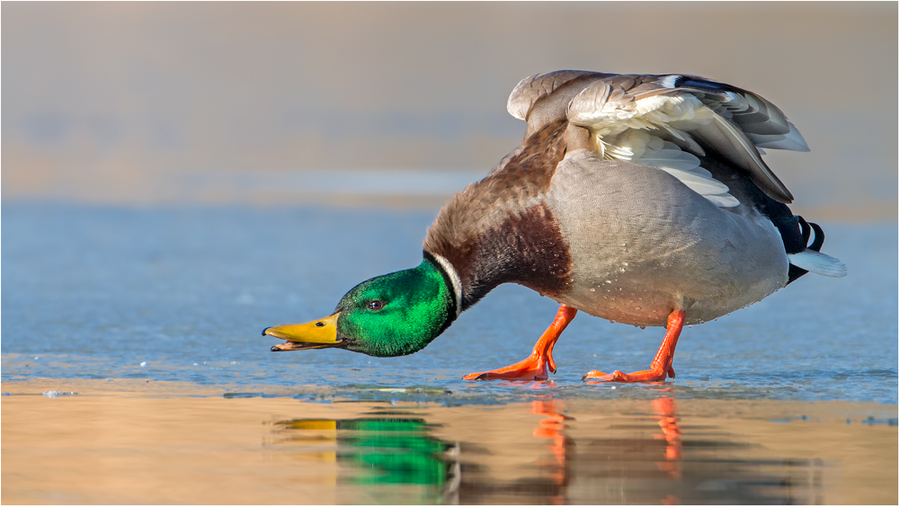H5N1