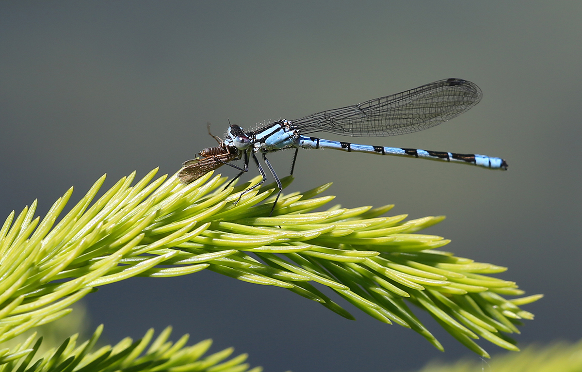 Blaue Azurjungfer mit Beute