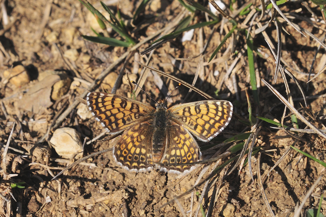 Wegerich-Scheckenfalter (Melitaea cinxia)