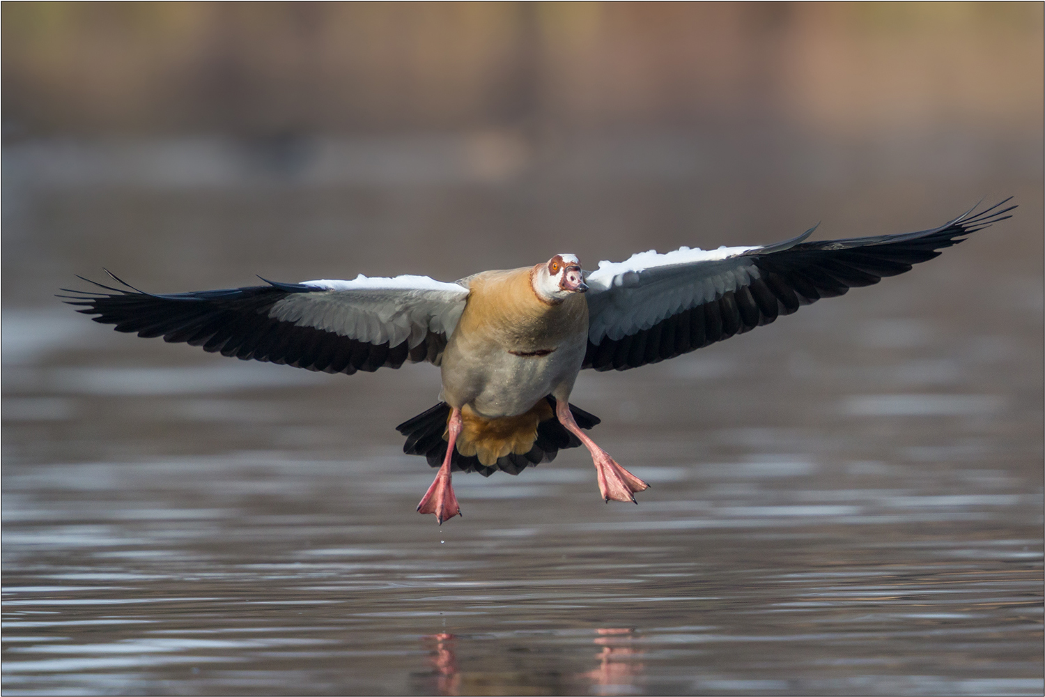 Nilgans ...