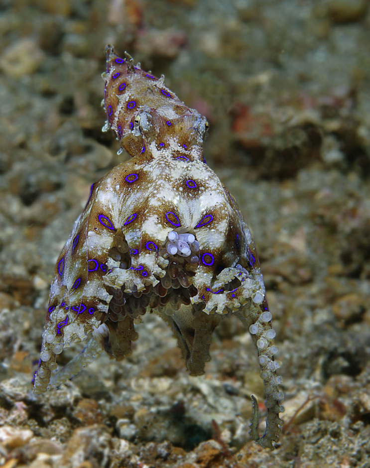 Blauring-Oktopus mit Eiern, in denen die jungen zu sehen sind