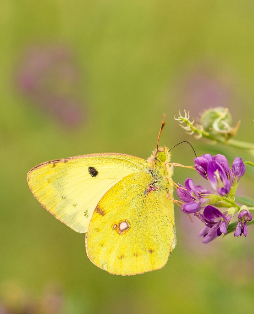 Schmetterling des Jahres 2017