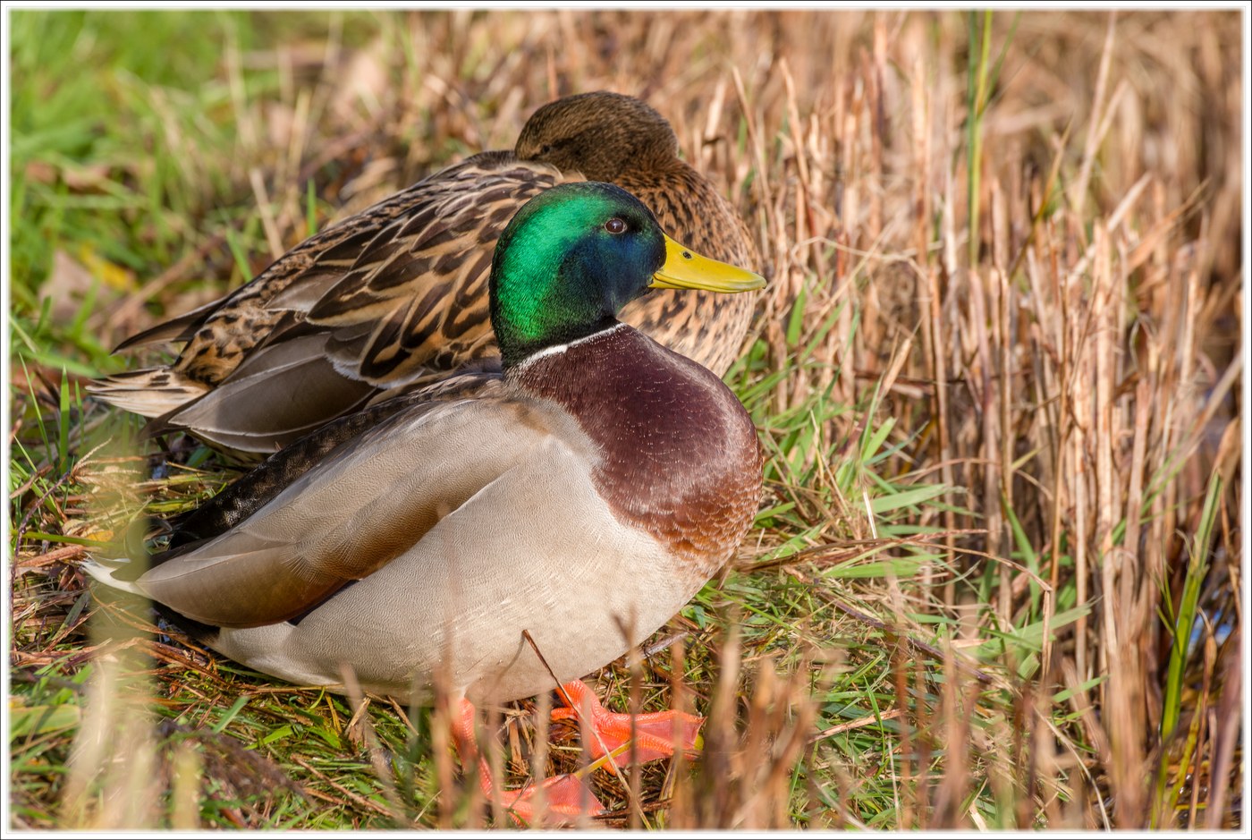 "Wildlife" Westkapelle