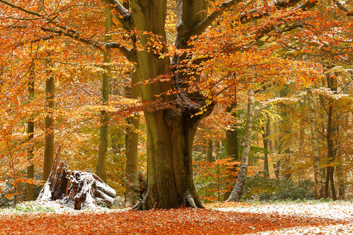 Mein Letztes Herbstbild.. (Forum Für Naturfotografen)