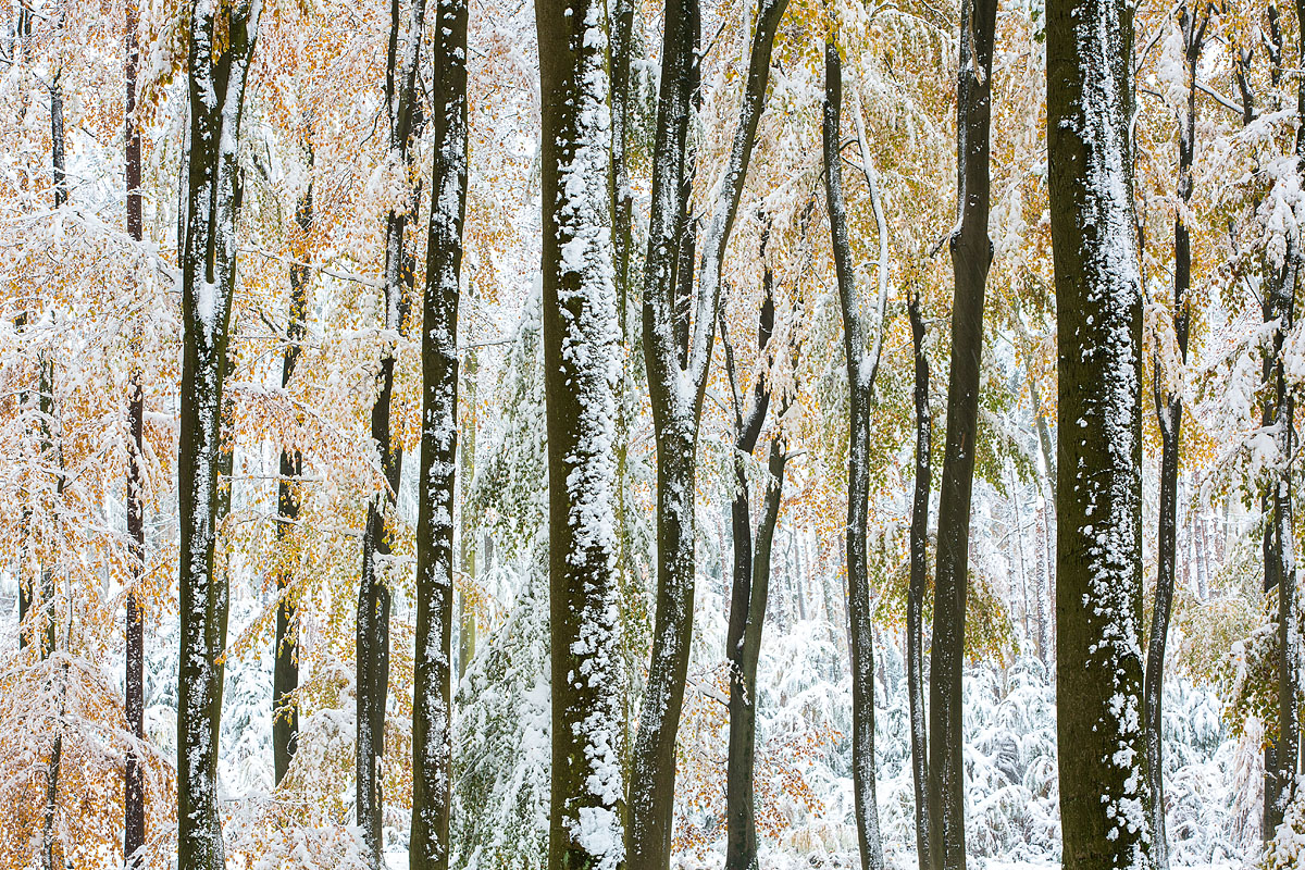 Winter im Herbst