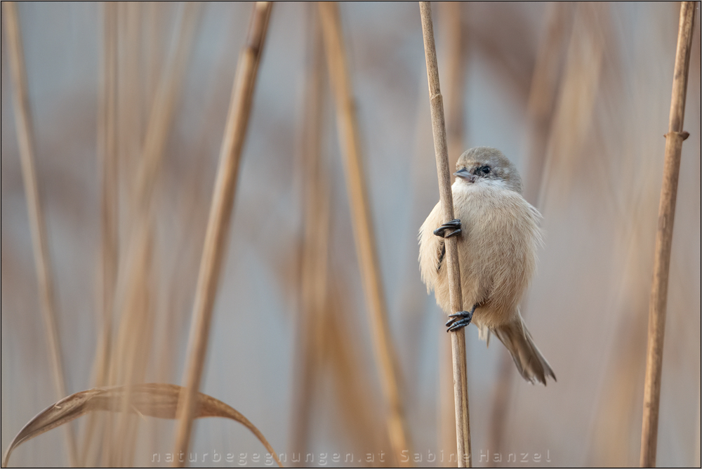 ~ pole-dancer ~