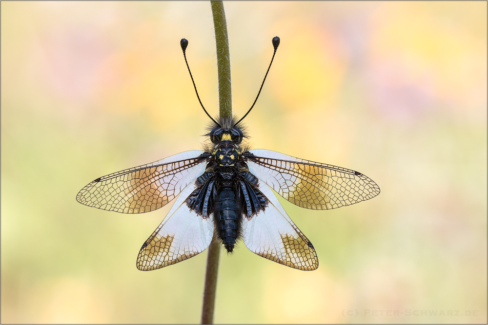 Libelloides lacteus