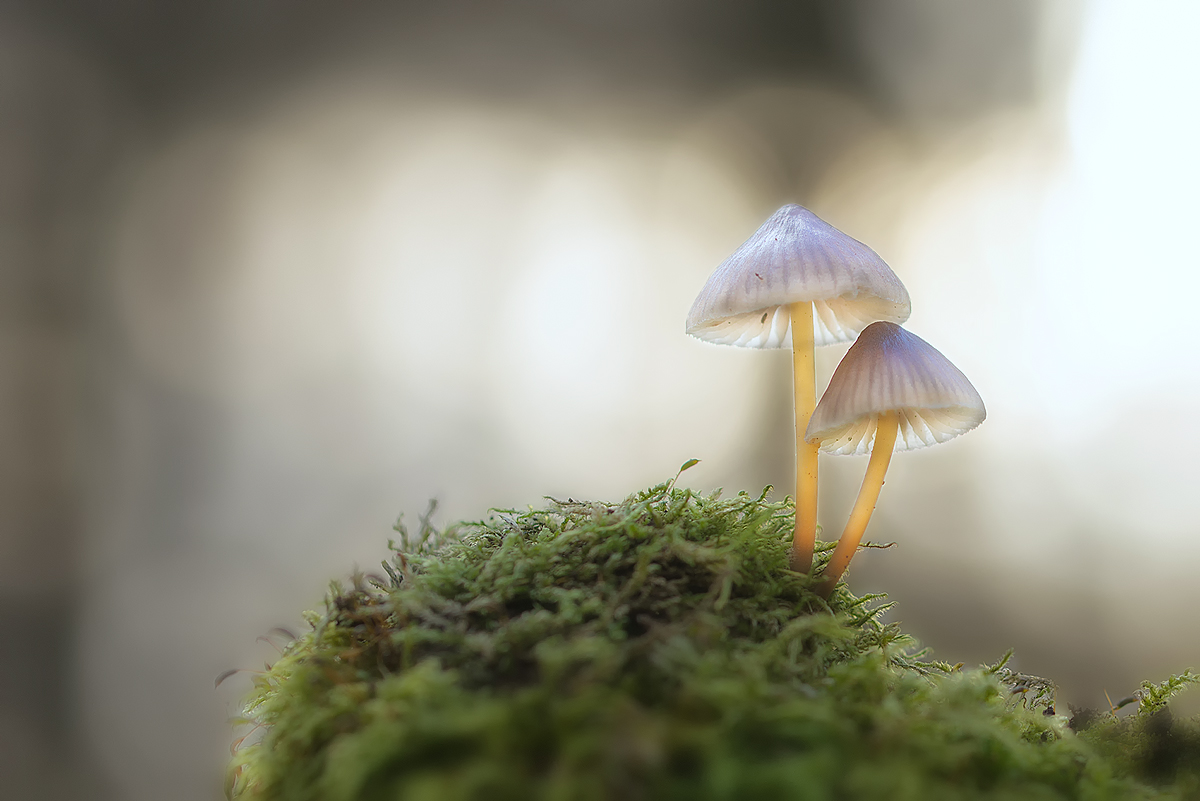 Herbstlicht im Feuchtwald