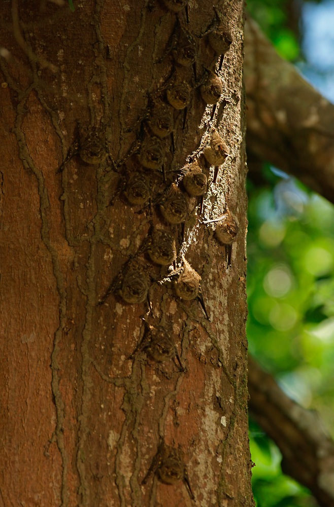 Es waren Langnasen-Fledermäuse (Rhynchonycteris naso)