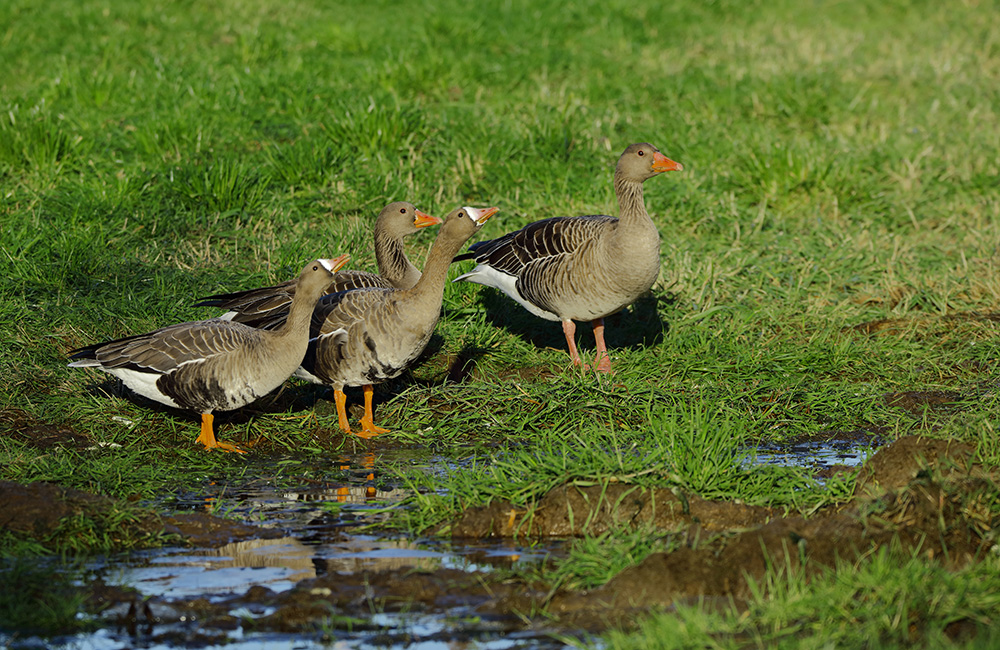 Gänsefamilie aus zwei Arten