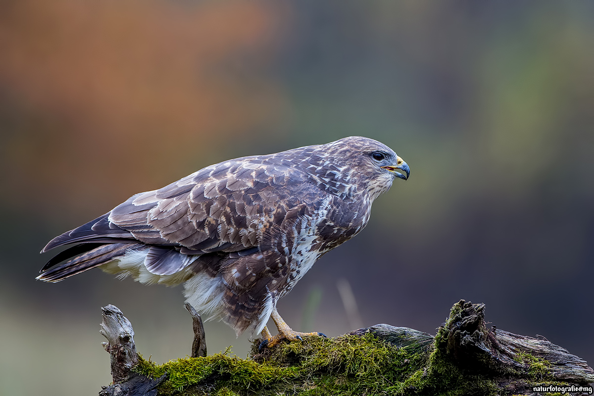 Nochmal Bussard