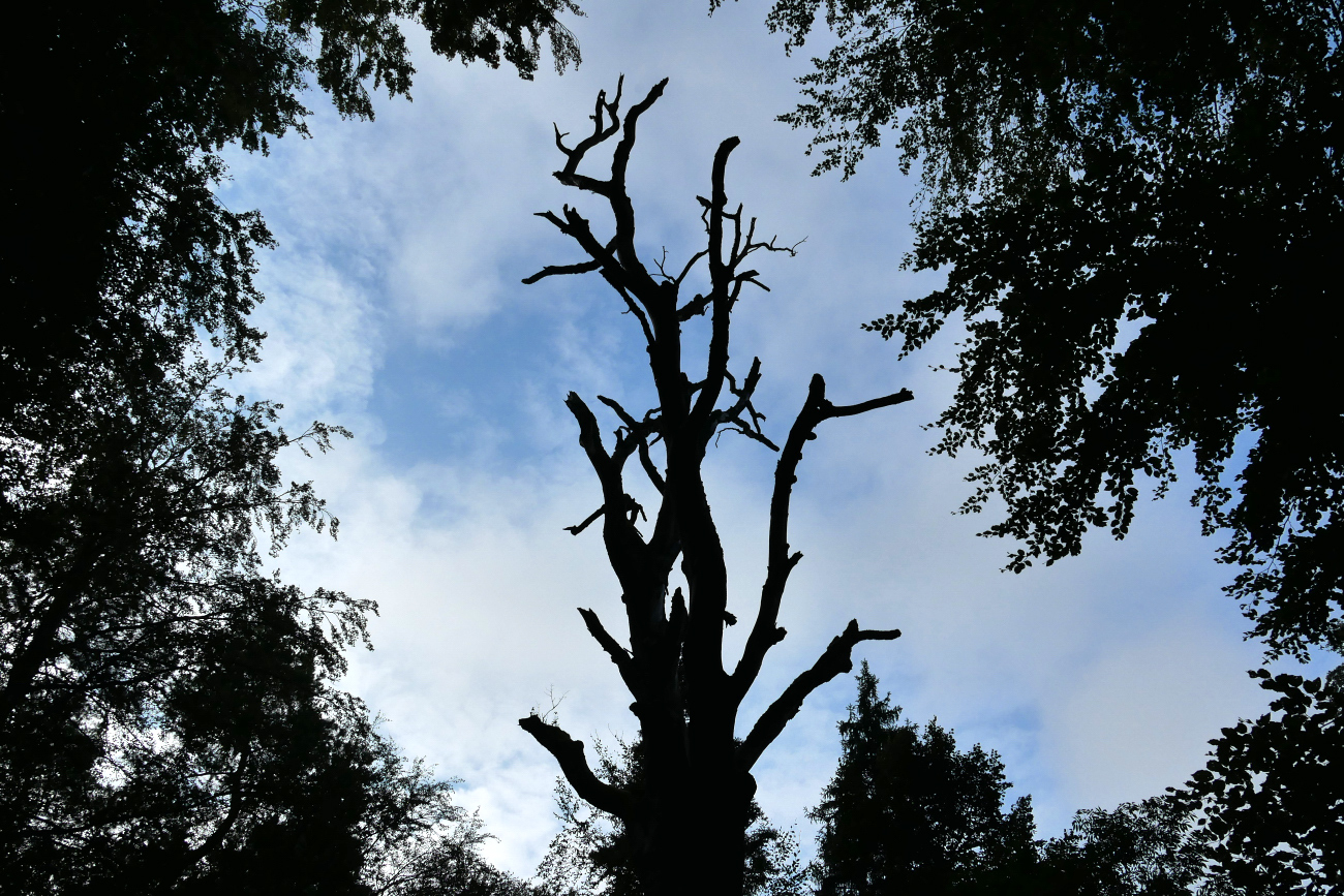 Toter Baum