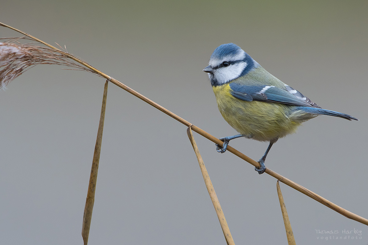 Noch ein Allerweltsvogel,