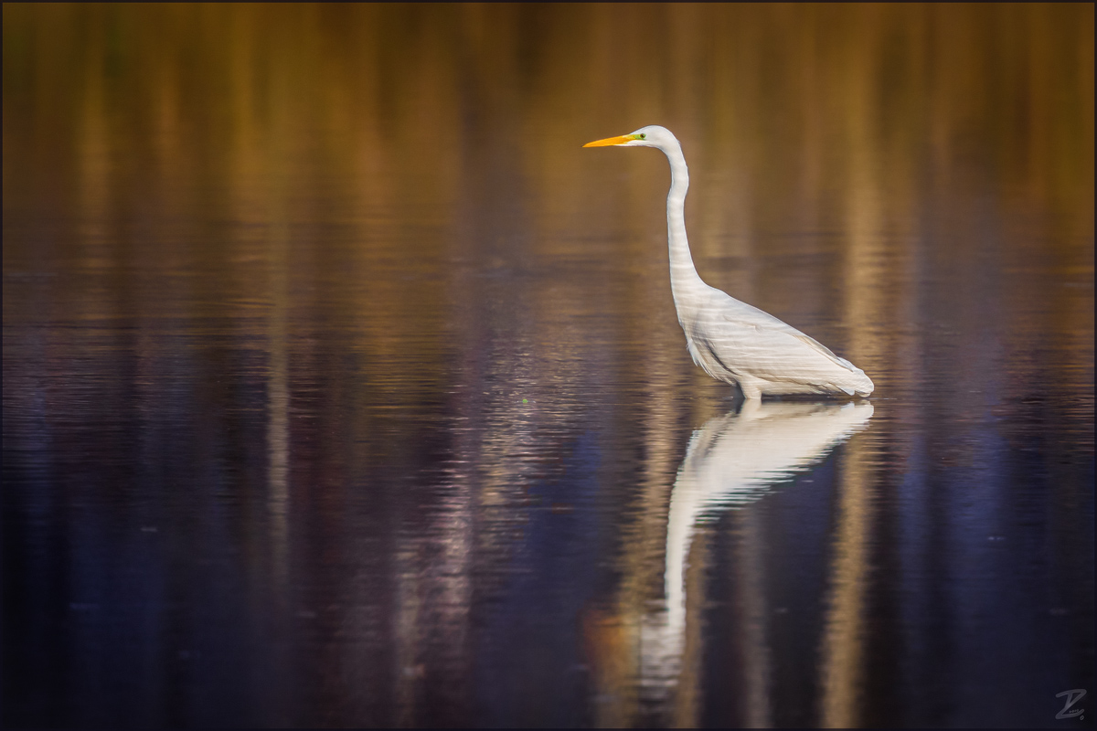Silberreiher mit Wisch