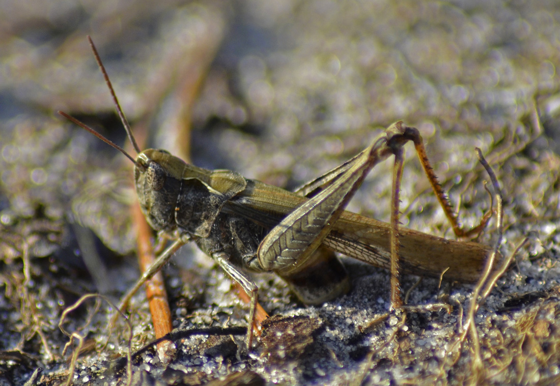 Brauner Grashüpfer beim Eierlegen 2 - Dokufoto