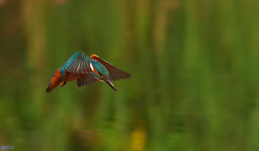 Eisvogel im Rüttelflug