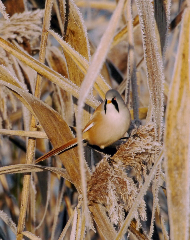 Versteckt im Raureifschilf