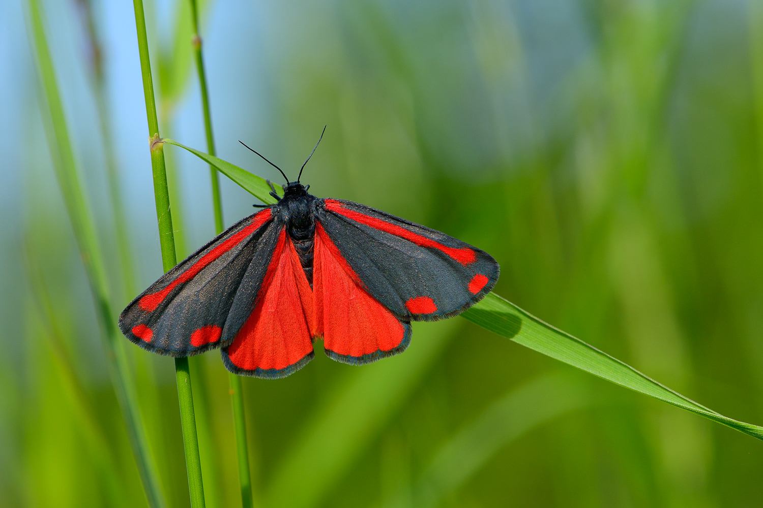 Roter Falter (Forum für Naturfotografen)