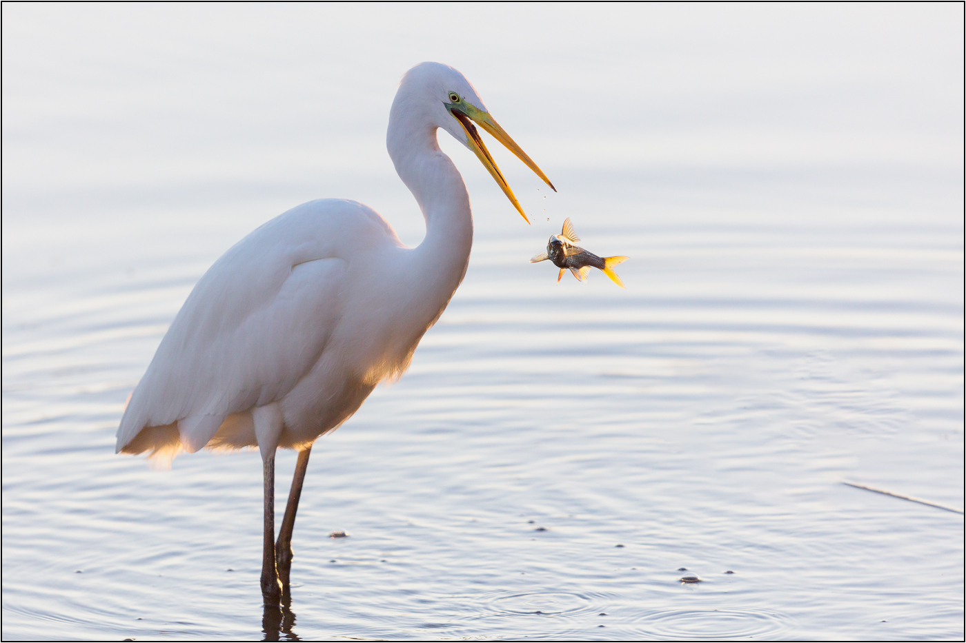 fliegender Fisch ...