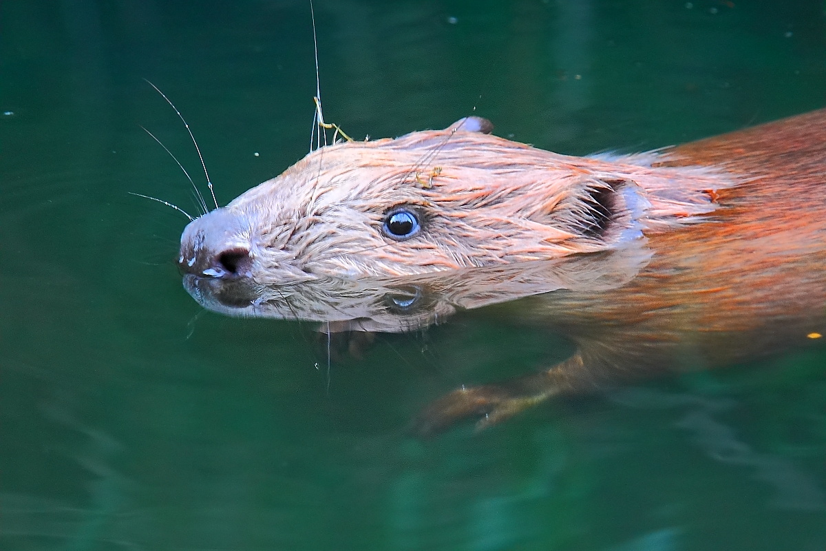 Nur das "Unterwasserauge"wurde hier scharfgestellt,